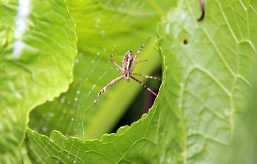 Close-Up Photo of a Spider on a Green Leaf