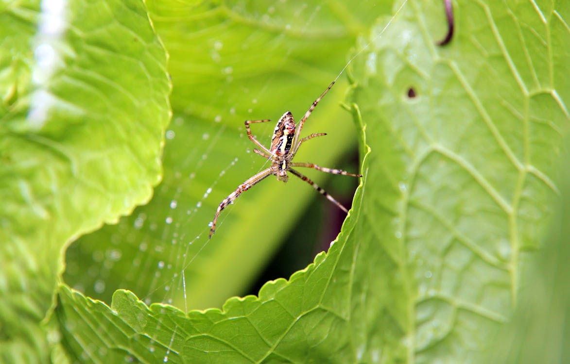 Close-Up Photo of a Spider on a Green Leaf