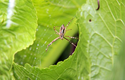 Free A detailed close-up of a spider sitting on a vibrant green leaf with visible cobweb threads. Stock Photo