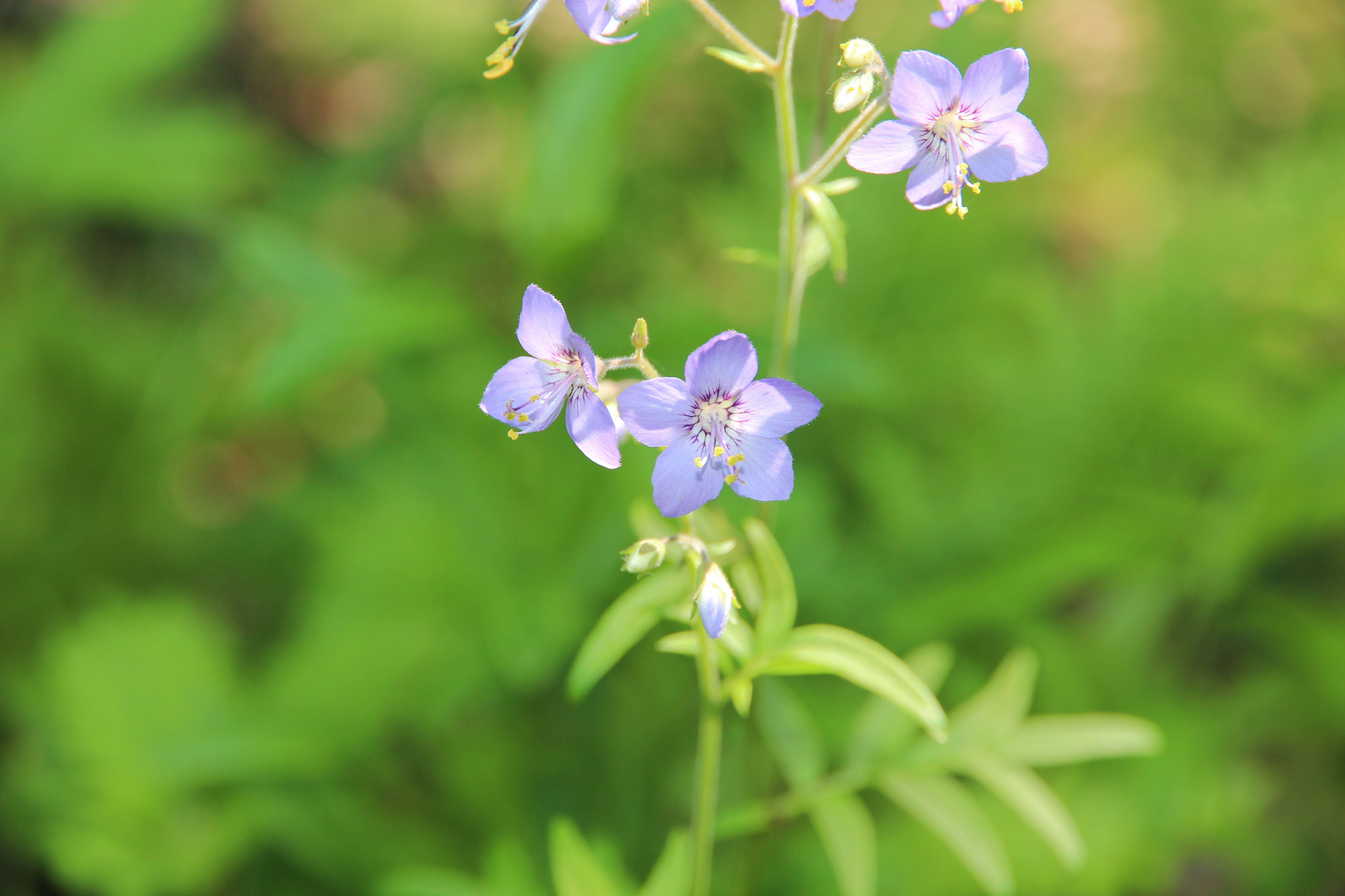 eyebright plant flower close up