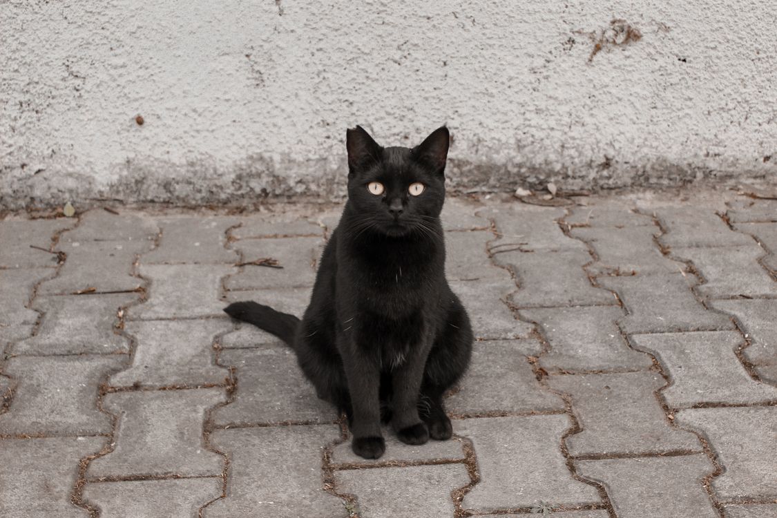 Photo of a Black Domestic Cat Looking at the Camera · Free Stock Photo