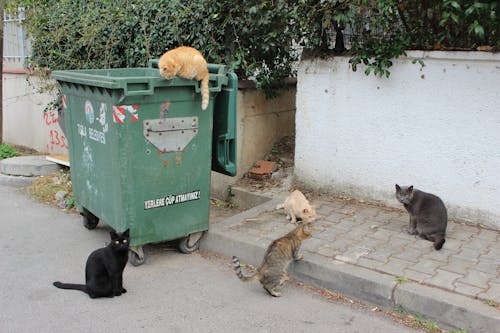 Ilmainen kuvapankkikuva tunnisteilla dumpster, eksynyt, kissat Kuvapankkikuva