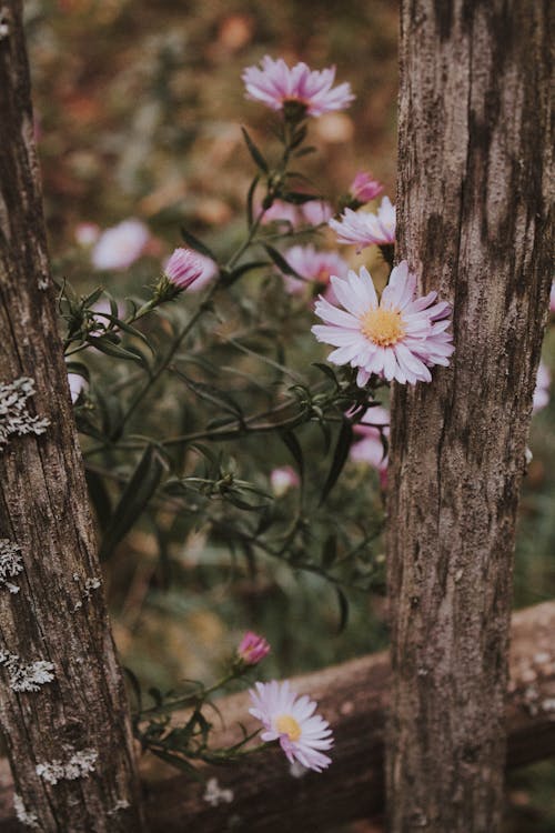 Daisy Flowers Near a Wooden Fence