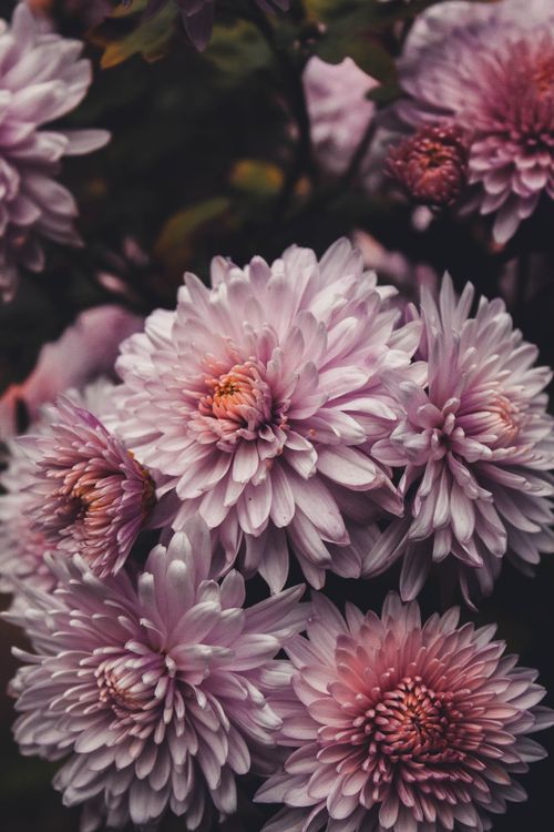 Free Elegant pink chrysanthemums in focus, showcasing delicate petals with a moody background. Stock Photo