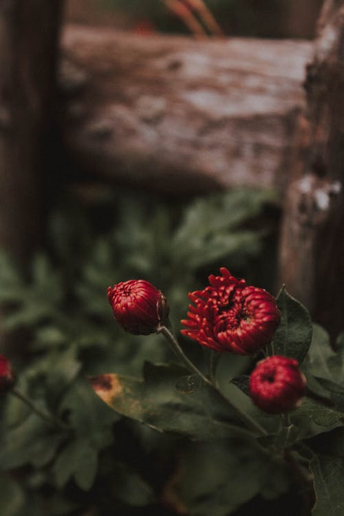 Close-up of Flowers Growing in Garden