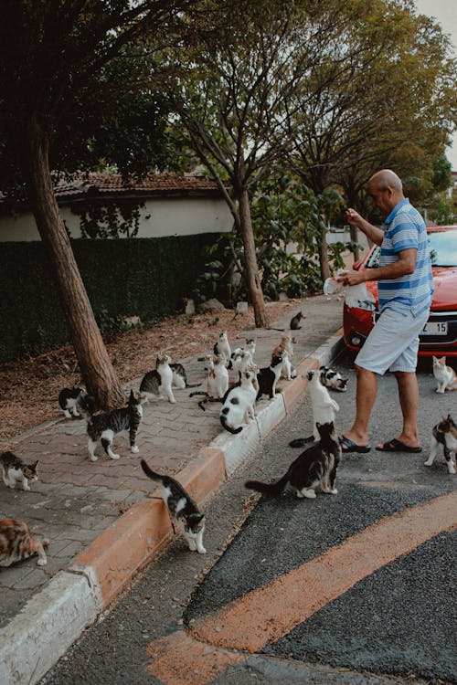 Photo of a Man Feeding Cats on the Street