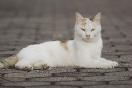 Free Adorable calico cat lying on a stone pathway, captured in a serene pose. Stock Photo