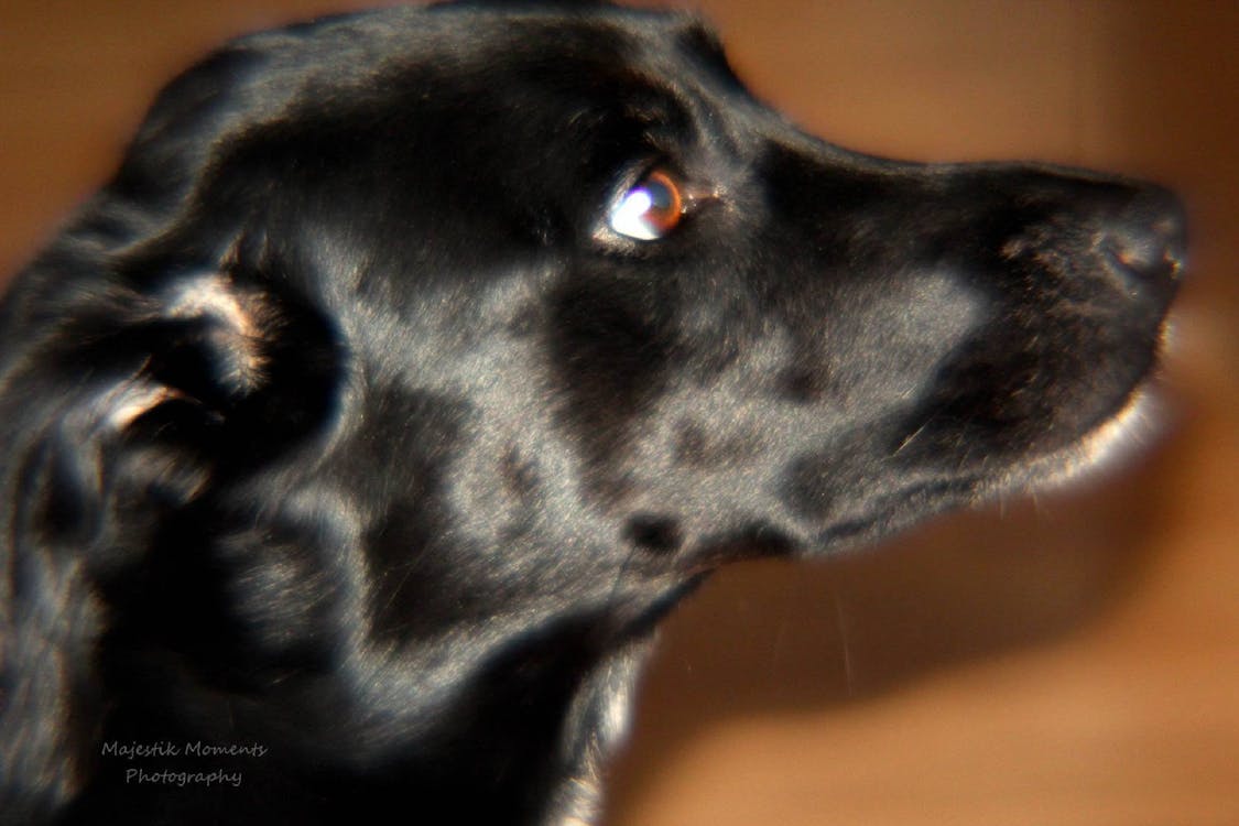 有关犬 狗 黑與白的免费素材图片 有关犬 狗 黑與白的免费素材图片