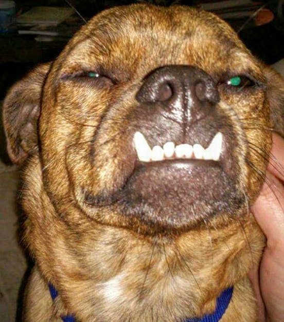 Free stock photo of canine, dog, smile