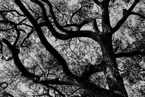 Free Black and white close-up of tree branches forming an abstract pattern against the sky. Stock Photo