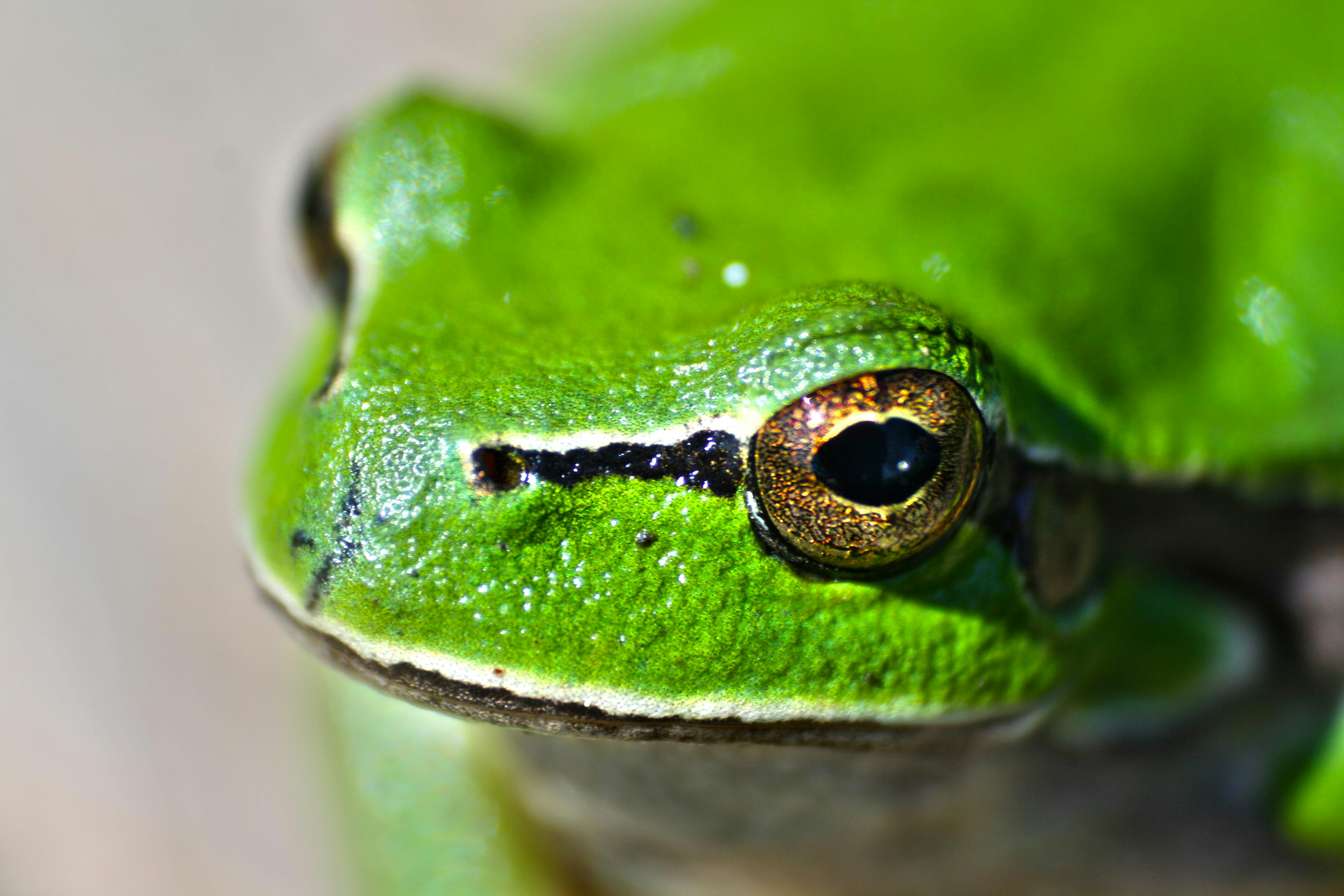 Frog Eyes At Night