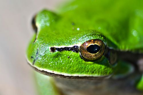 Free Macro shot of a vibrant green tree frog highlighting intricate eye details and smooth textures. Stock Photo