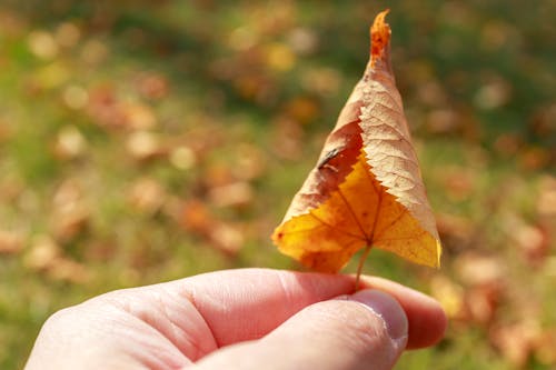 Free stock photo of autumn leaf, dead leaf, fall background