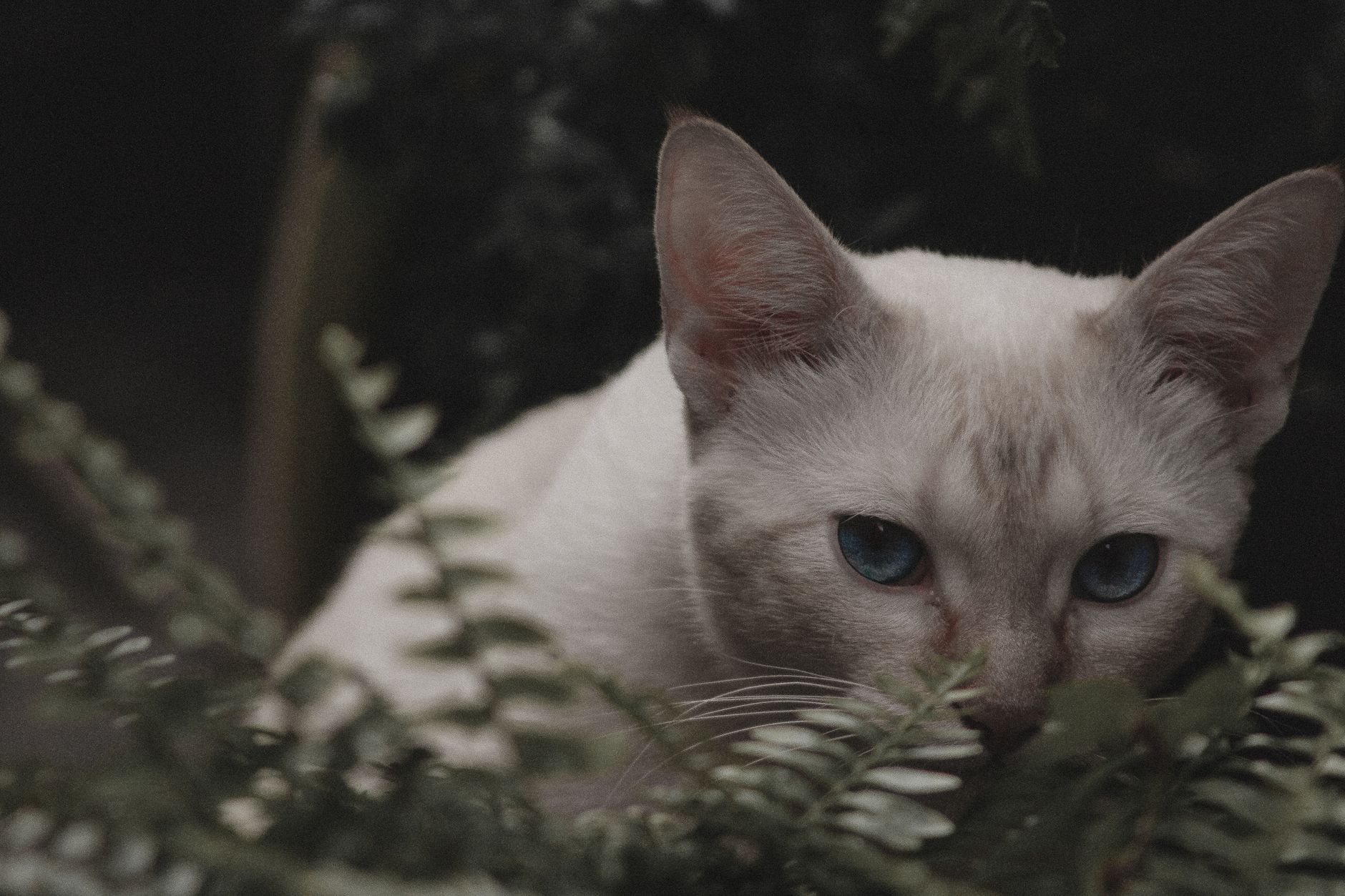 Portrait of a cat at a veterinary clinic