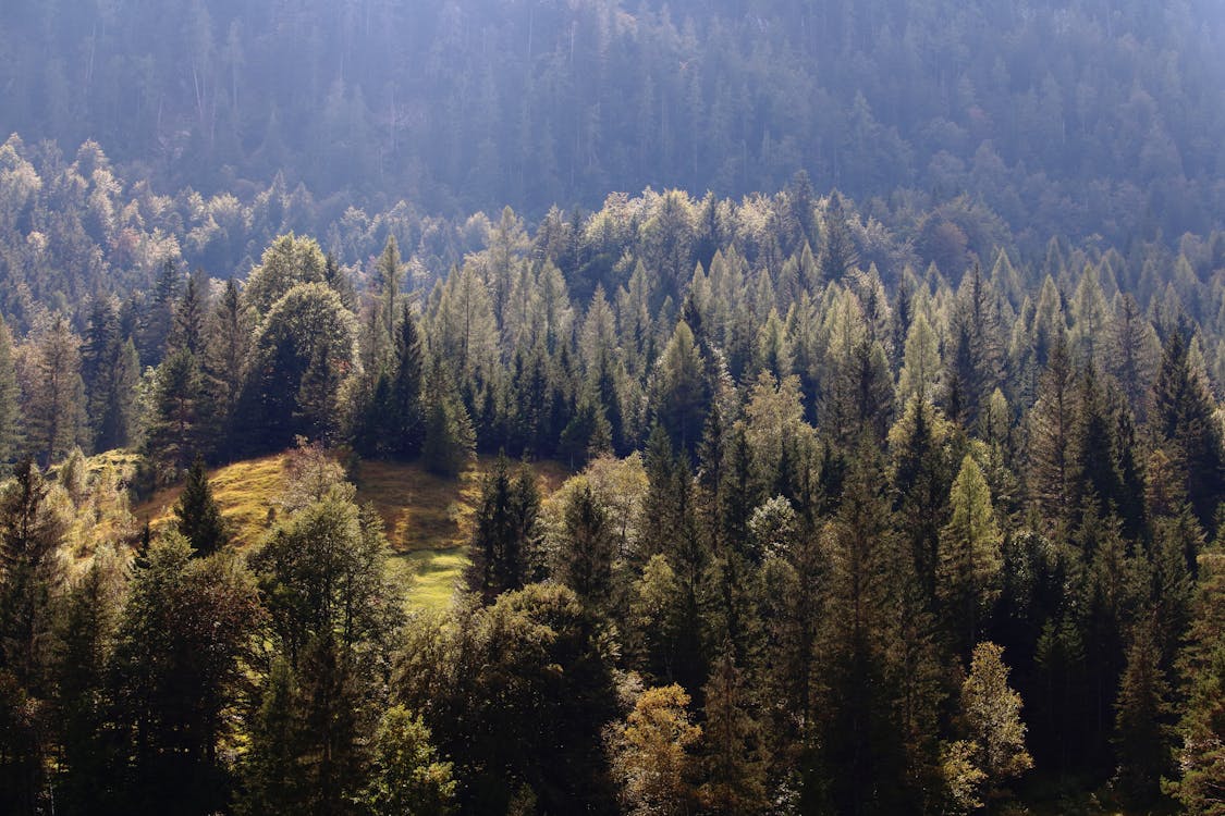 Green Trees on Mountain