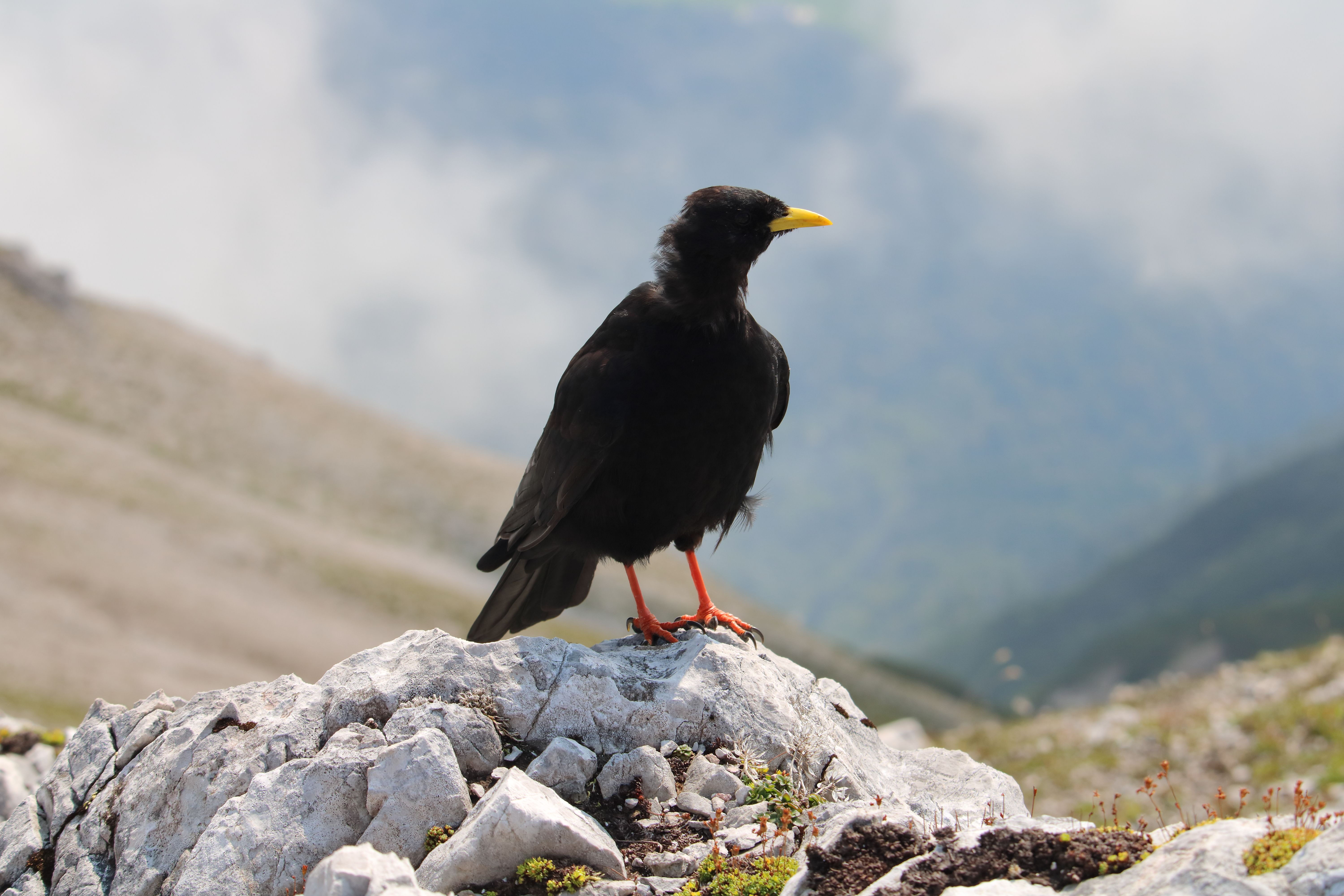 Close-up of an Alpine Chough perched on a rock in the Swiss mountains, offering a majestic view.