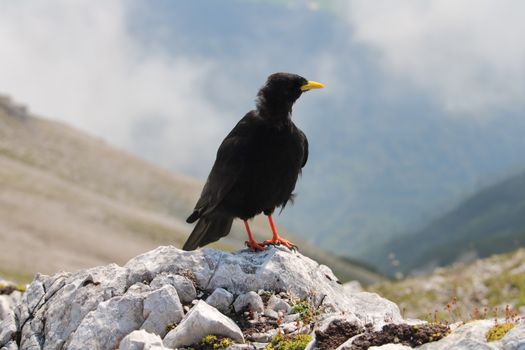 Black Bird on Gray Rock
