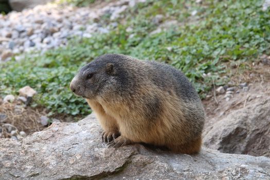 Portrait of Marmot in Forest
