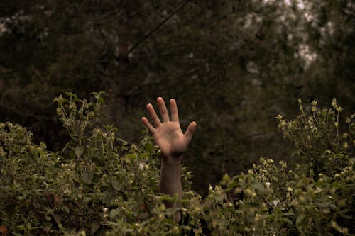 Foto d'estoc gratuïta de aixecant la mà, fulles verdes, mà
