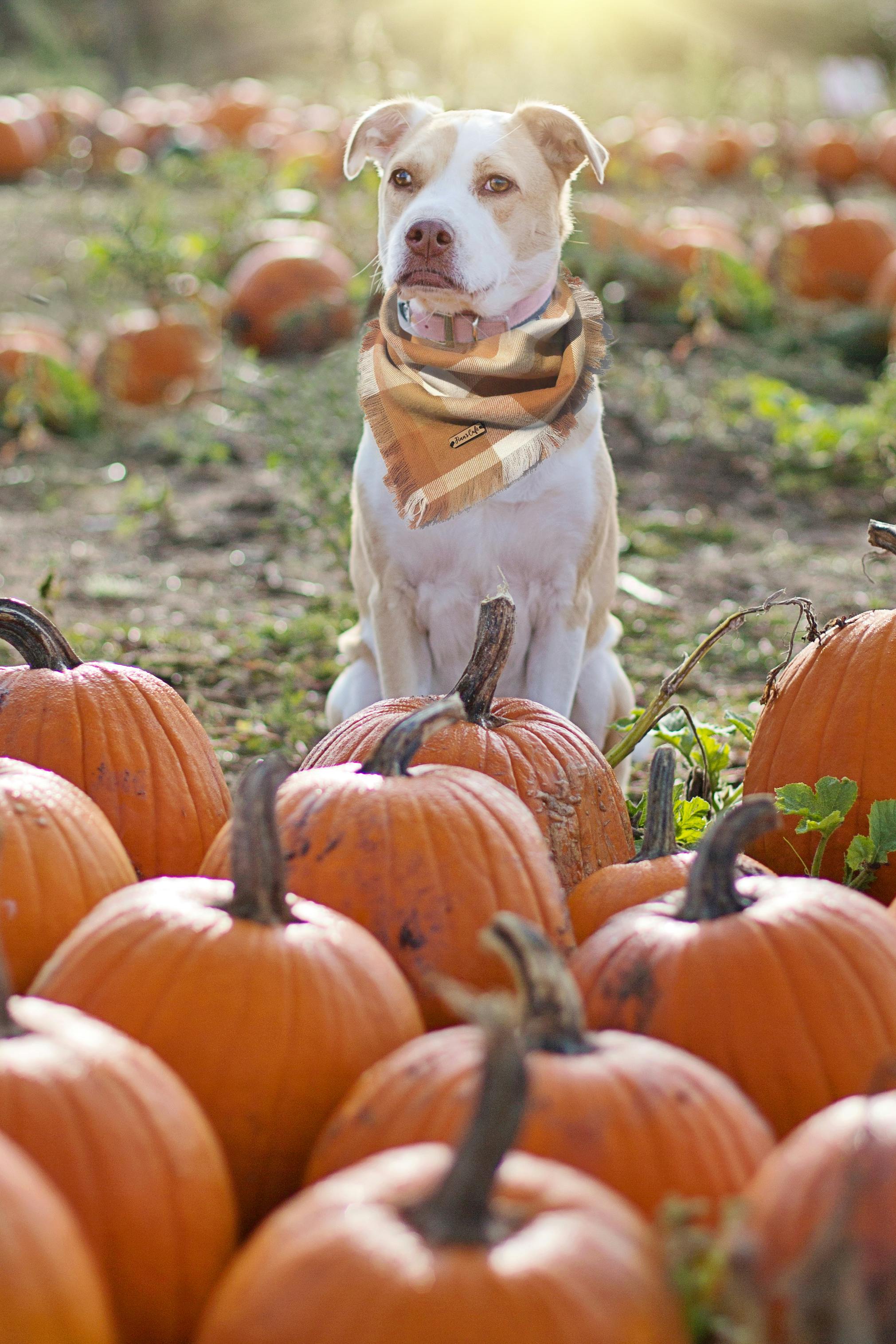 A cute dog in a scarf sits among pumpkins in a sunny autumn patch.