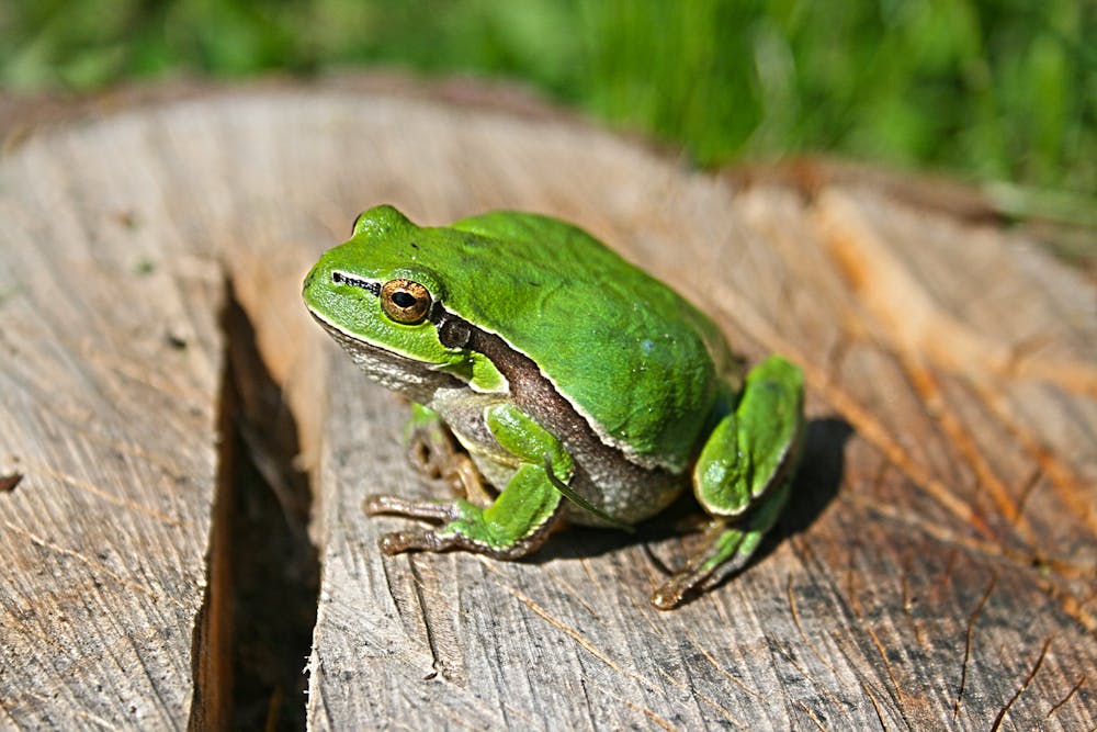 A green frog. | Photo: Pexels