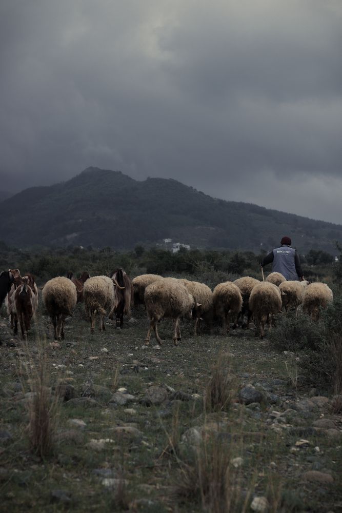 Trailing Sheep Photos, Download The BEST Free Trailing Sheep Stock ...