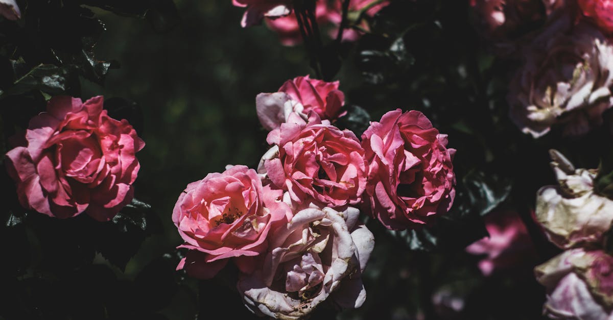 Free stock photo of flowers, pink roses, rose