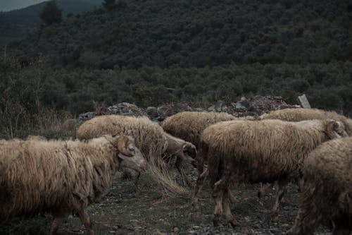 Foto profissional grátis de animais da fazenda, bando, manada
