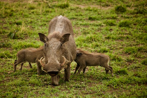 Close-Up Photo of Warthogs on Green Grass
