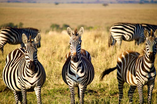 Gratis stockfoto met afrika wild, dieren in het wild, herbivoren