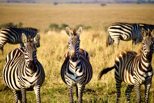 Free Group of zebras grazing in the African savanna during the day. Stock Photo