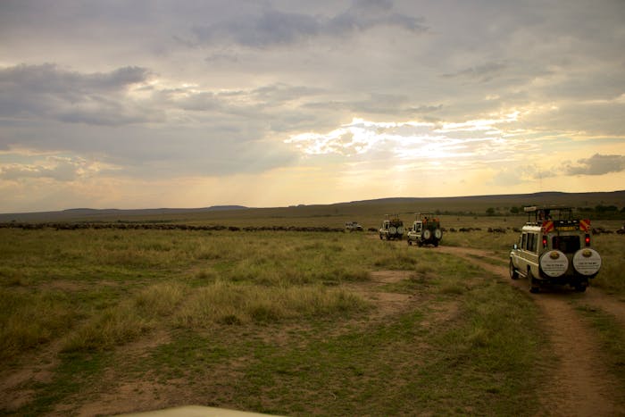 Safari vehicles parked on the African savannah at golden sunset