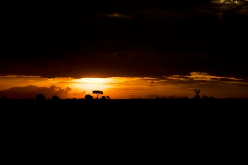 Free Breathtaking sunset over the African savanna with vibrant orange hues and silhouetted trees. Stock Photo