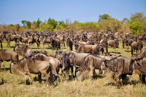 Herd of Wildebeest Standing on Green Grass Field