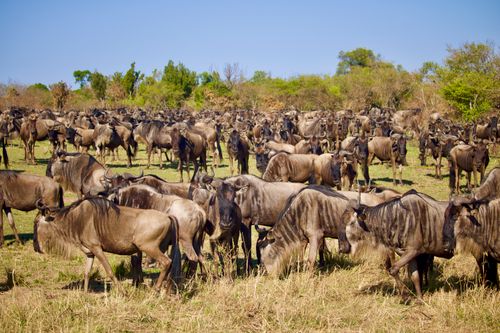 Free Massive herd of wildebeests migrating across the African savanna. Stock Photo