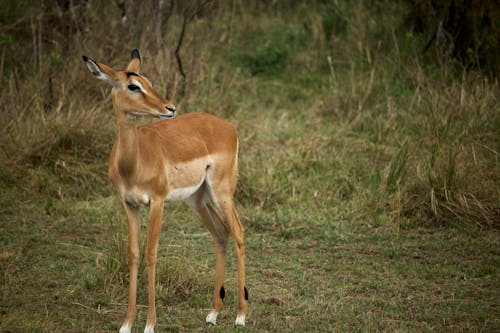 An Impala Standing on Green Grass Field