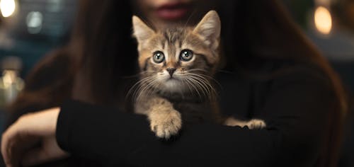 Crop faceless woman caressing cute kitten