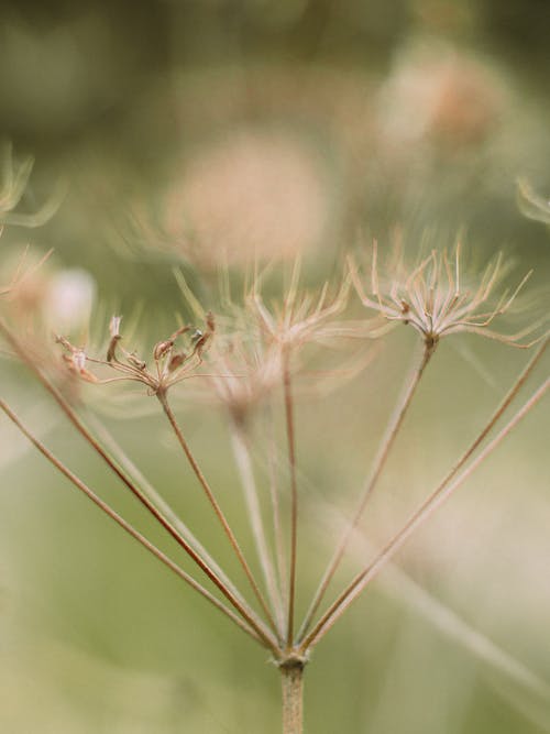 Kostenloses Stock Foto zu außerorts, biologie, blume