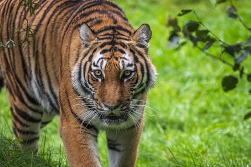 A Close-Up Shot of a Tiger