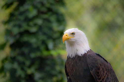 A Close-Up Shot of a Bald Eagle