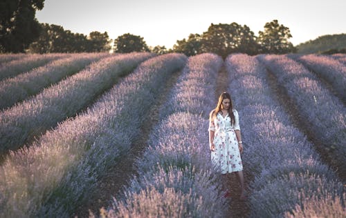 Free A Woman in White Dress Standing on Purple Flower Field Stock Photo