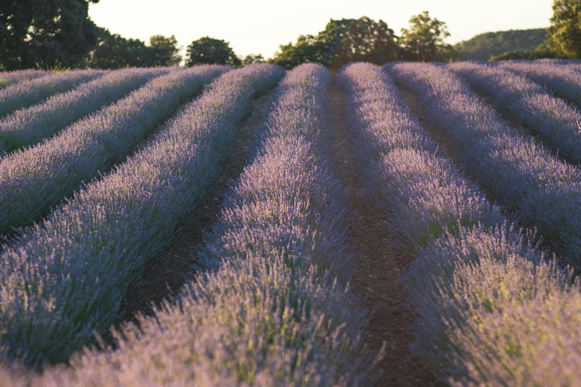 Lavender Flower Field