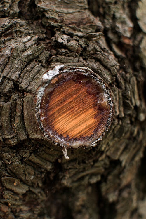 Free stock photo of tree, wood