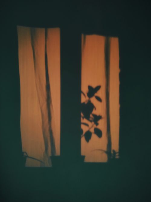 Free Moody silhouette of a plant behind a curtain, creating a serene indoor atmosphere. Stock Photo