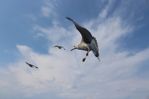 海鷗 的 免費圖庫相片