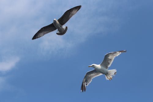 Birds Flying Under Blue Sky