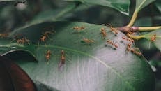 Red Ants Walking on Green Leaf