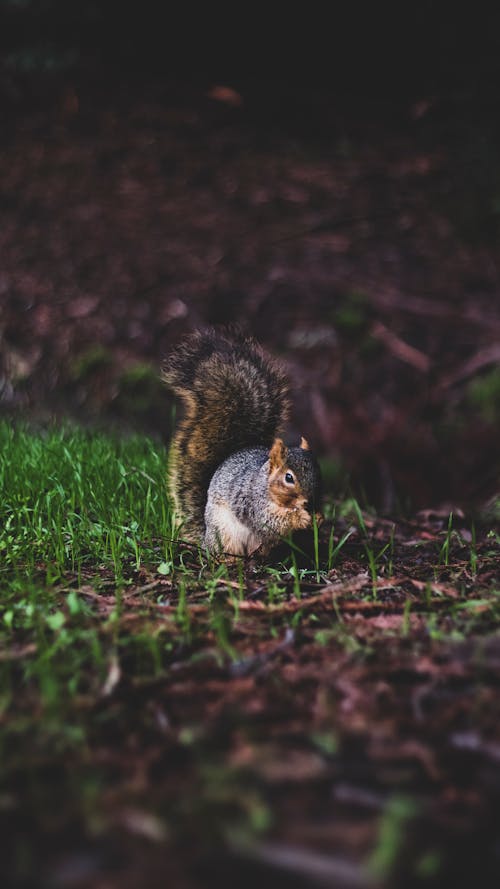Brown Squirrel · Free Stock Photo