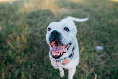 Playful white purebred dog with tongue out on grassy ground