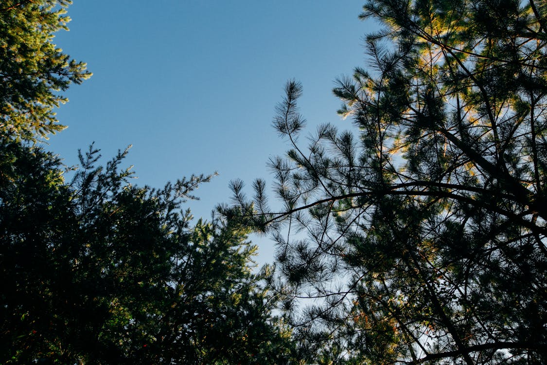 Branches of fir trees against blue sky